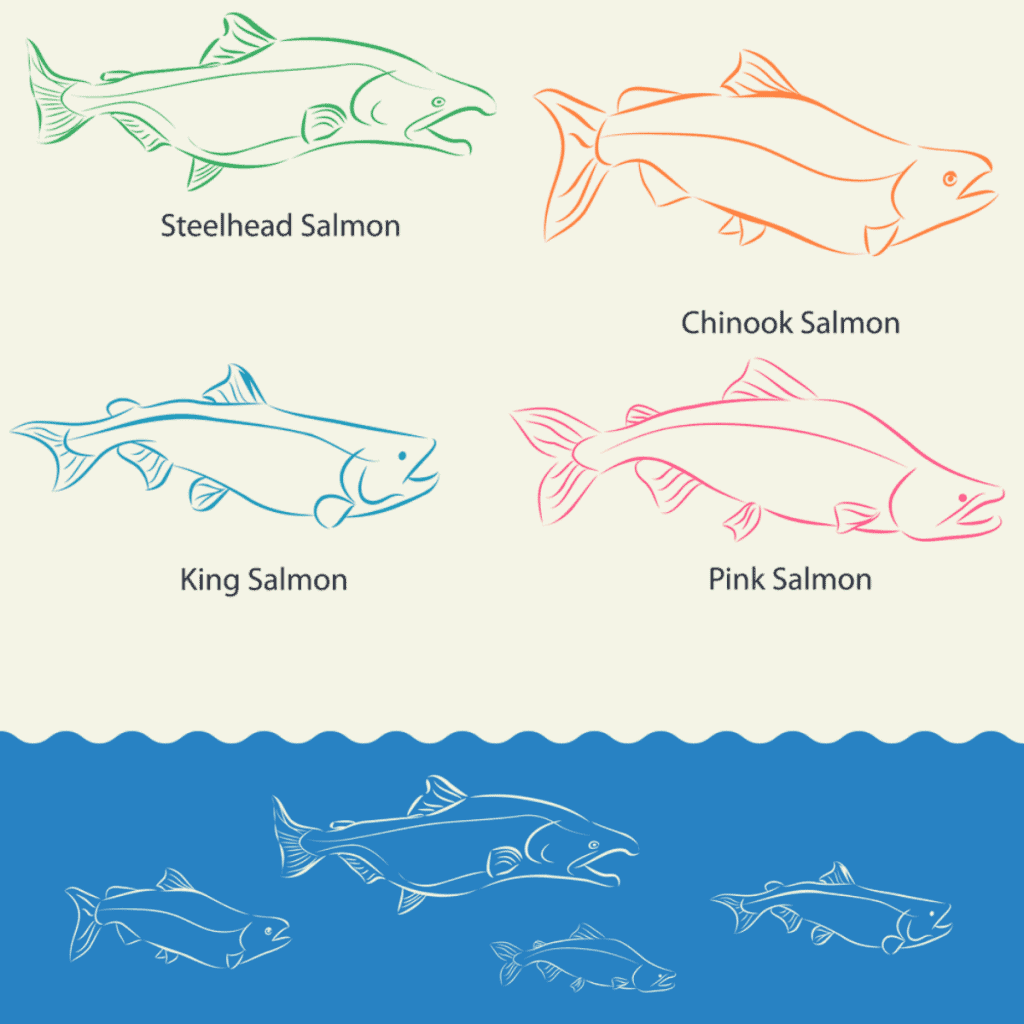 A picture diagram showing different types of salmon