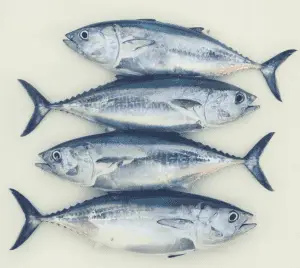 Picture of bluefin tuna