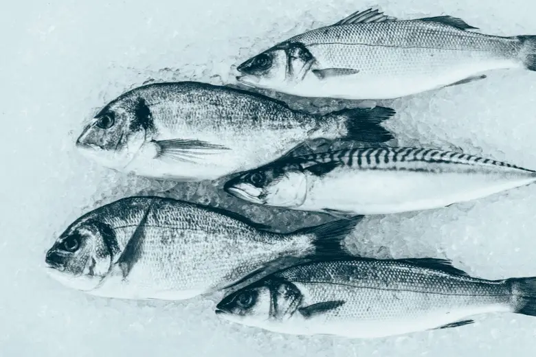 Close-up view of fish 