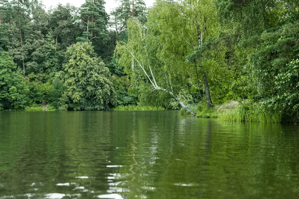 A picture of a river bank