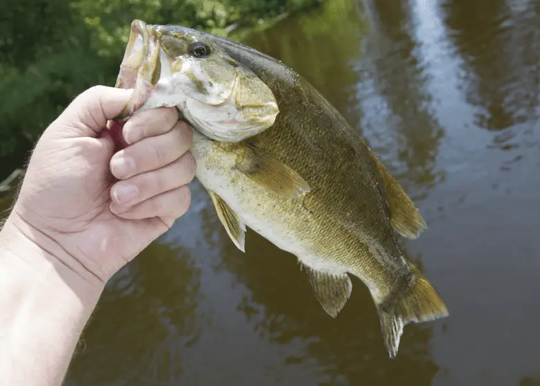 Picture of a man holding smallmouth bass in his hand