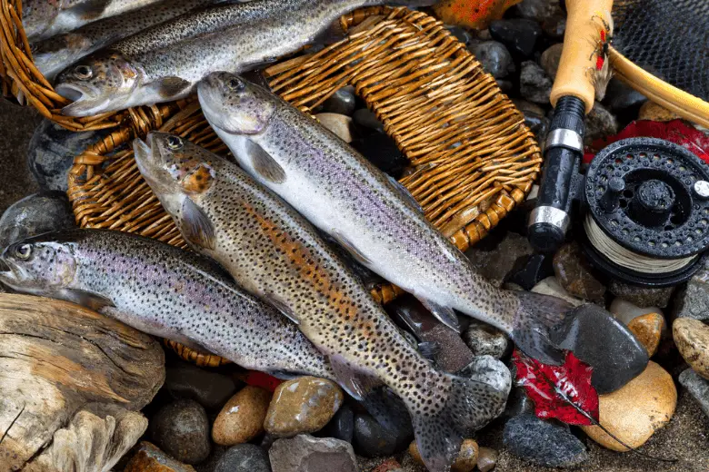 Trout Spilling out of Creel with a fishing rod