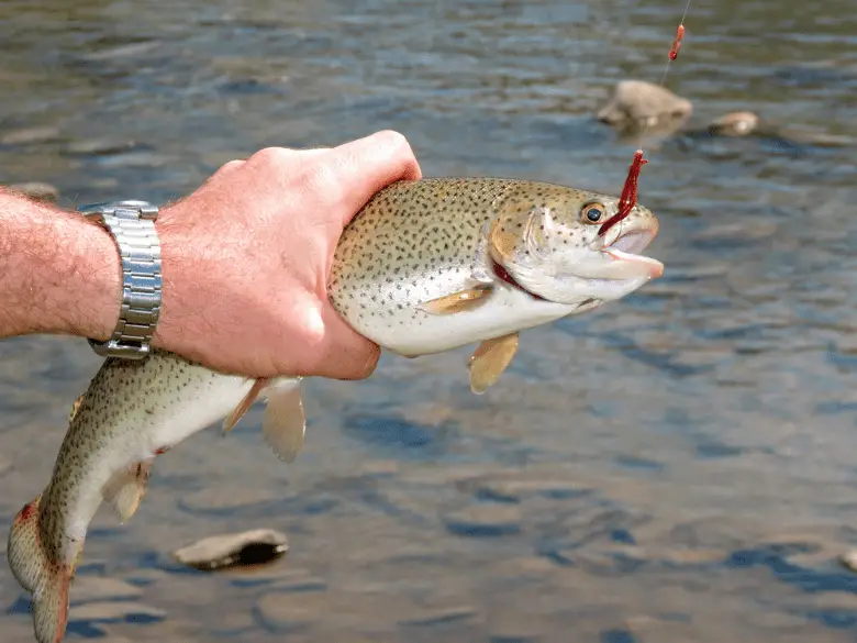 Man learning trout fishing tips and holding a trout