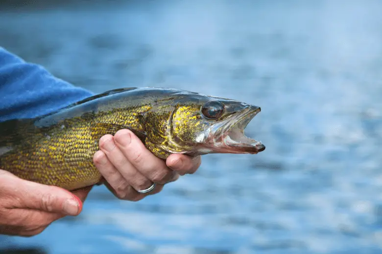 Picture of walleye close up held by a fisherman