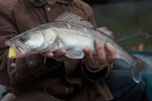 Walleye caught on handmade jig lure