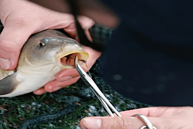 Carp Fishing Tips & Techniques: How To Catch Carp (Fast) - Canva Photo EDitor 2019 10 03T141716.973 768x512