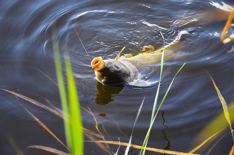 Picture of bait being used to fish for carp