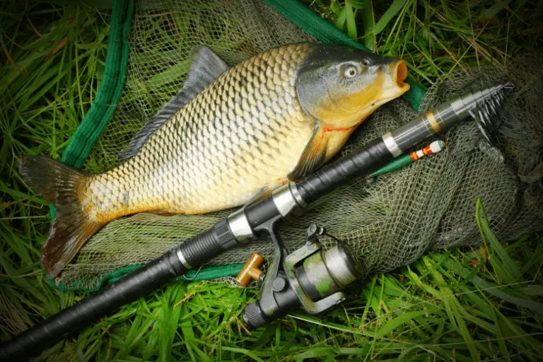 Carp Fishing Tips & Techniques: How To Catch Carp (Fast) - Canva Photo EDitor 2019 10 03T143629.039 768x512