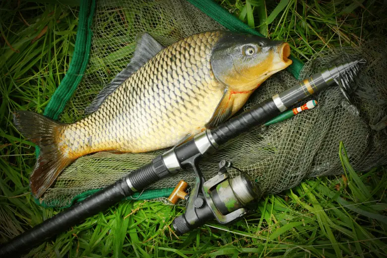 Picture of a carp next to a fishing rod
