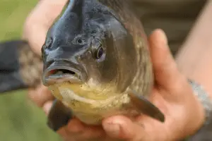 A picture of carp fish in someones hand