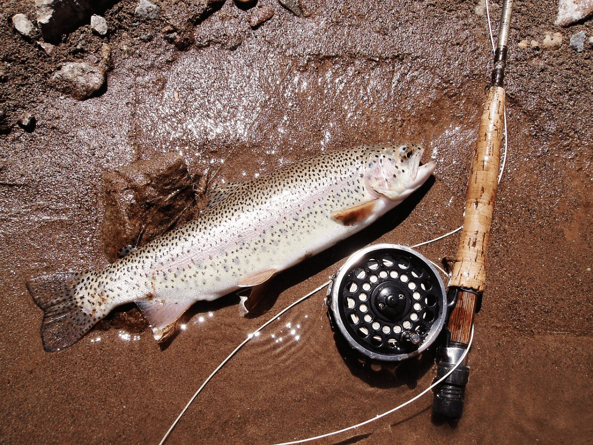 5 Best Trout Spinning Reels (Reviewed in 2024) OnTrack Fishing