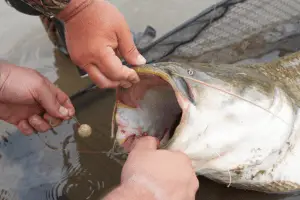 Picture of a catfish that has just been caught