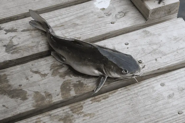 Catfish that has just been catched