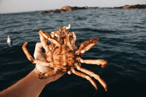 Close shot of a person holding a crab with a blurred sea in background