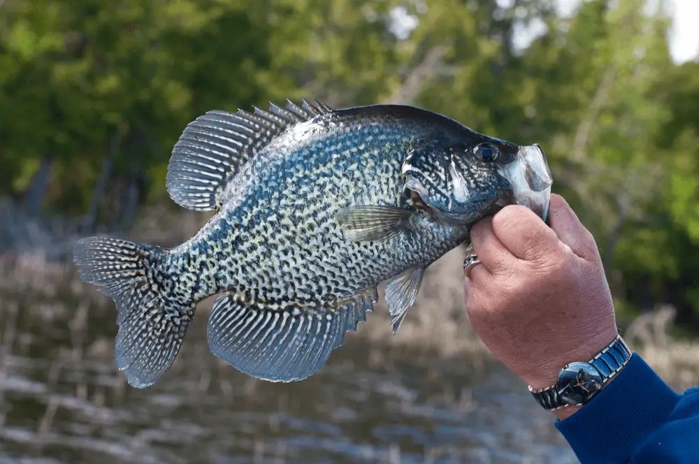 A mans hand holding a crappie