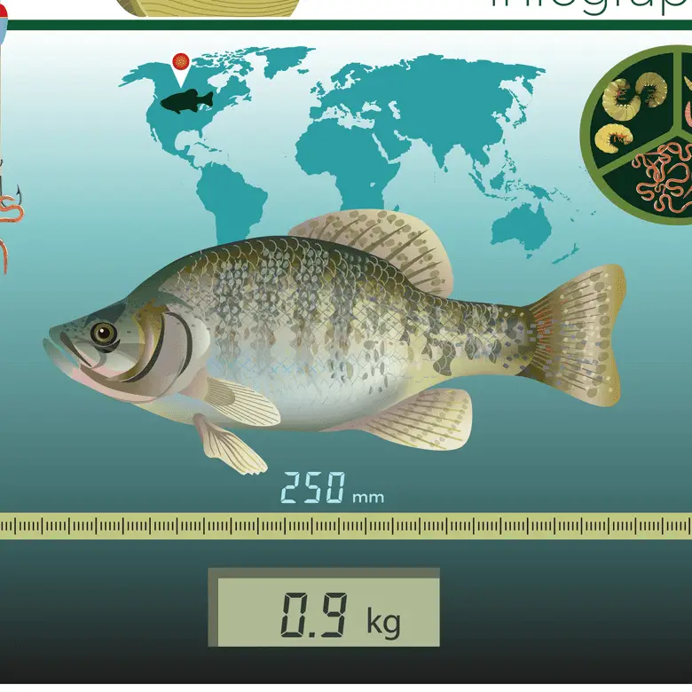 A sportfishing crappie infographic showing crappie sizes