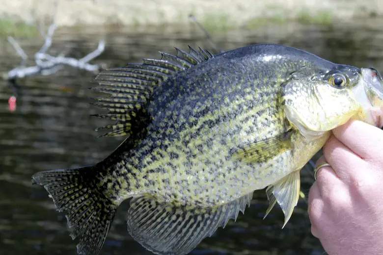 Close up picture of a crappie