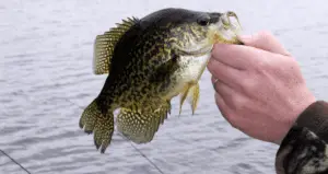 Man holding a crappie fish