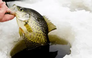Crappie coming out of ice