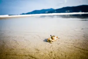 Crab on the beach