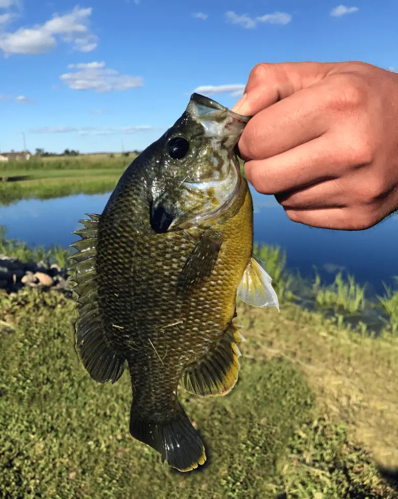Close up of a Bluegill held by a fisherman