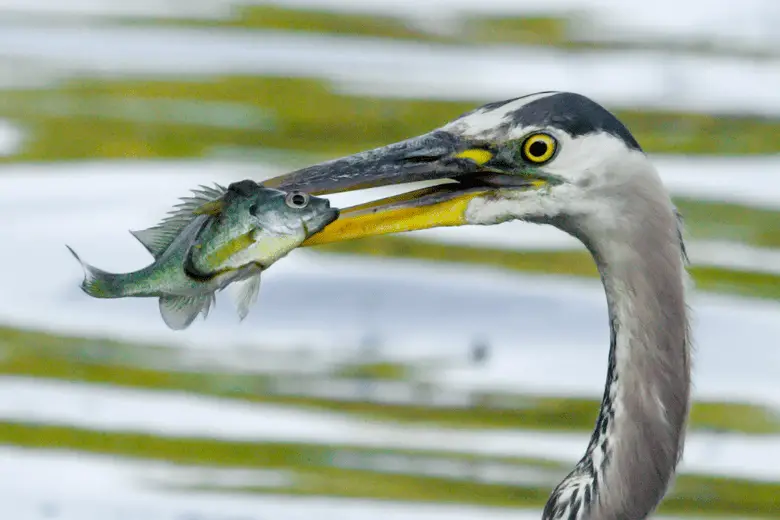Great Blue Heron catches a Bluegill in soft focus