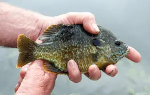 Closeup of a Bluegill with a freshwater lake background