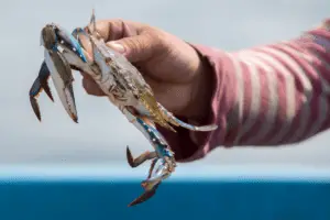 Crab fishing on the Lake