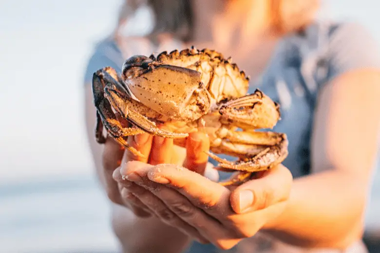 Live crab in female hands