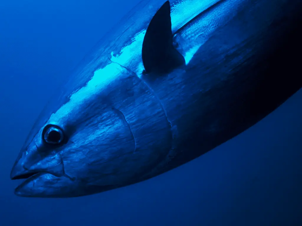 Picture of a tuna swimming in the sea