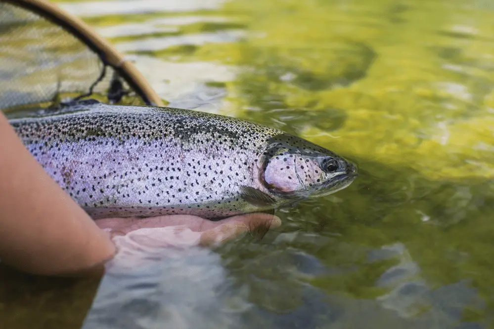 A man releasing a fish into the watero the