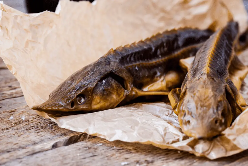 Sturgeon fish smoked for eating