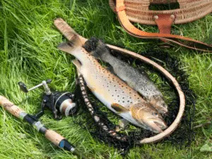 Trout fish lying on some grass next to a rod