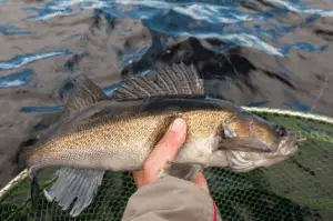 Walleye fish in anglers hands