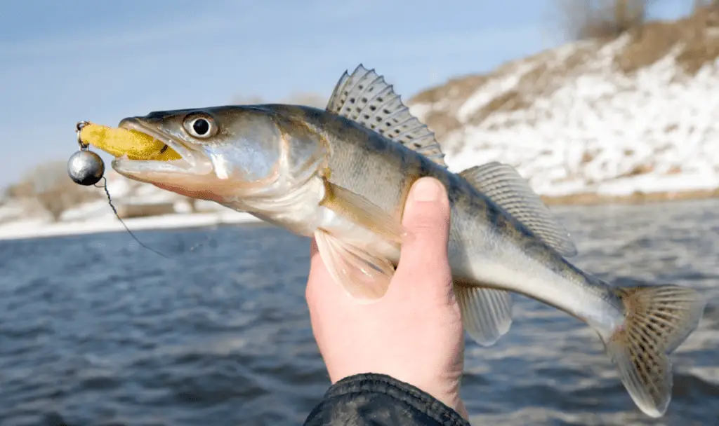 Fishermen holding walleye