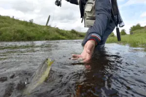Fly-fisherman catching trout