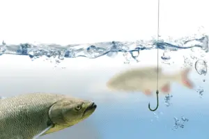 Picture of a fishing hook under water and trout fish