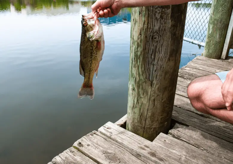 Man catching bass fish