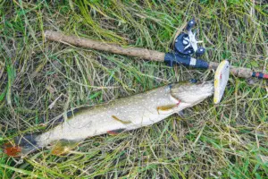 Picture of a Pike and baitcasting reel on grass