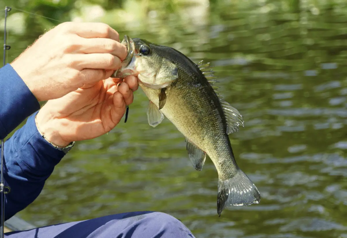 A fisherman holding a largemouth bass