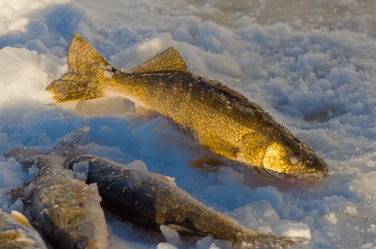 Walleye fishing laying on some ice