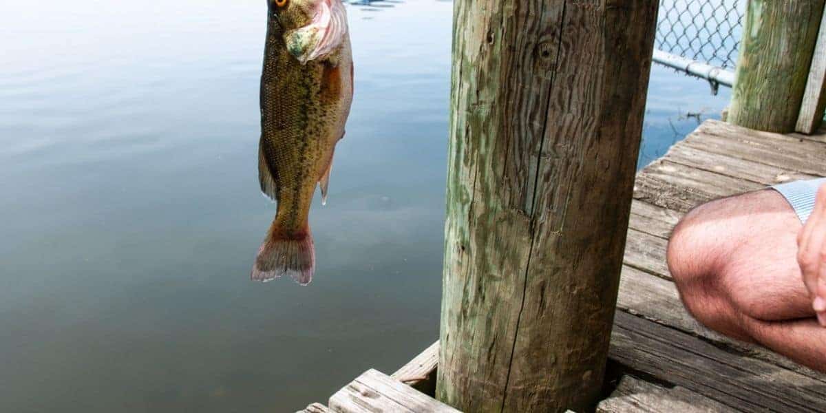 Man holding a bass fish in his hand