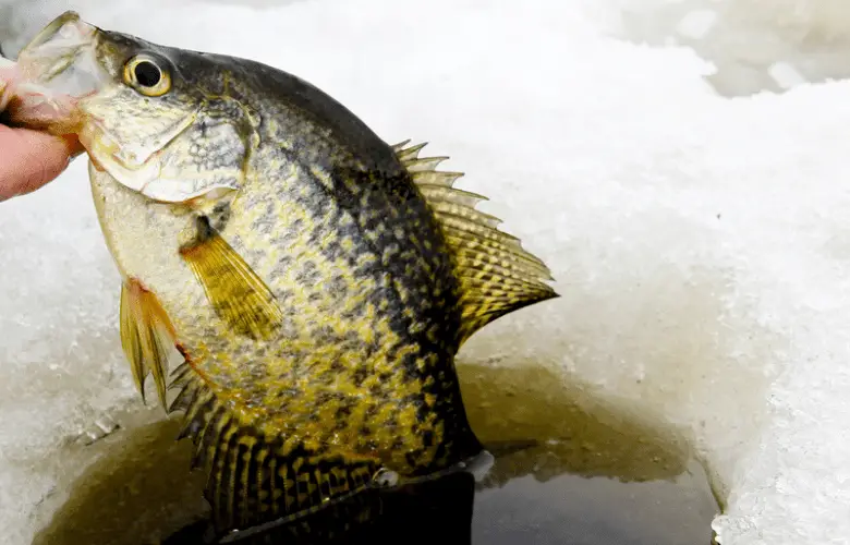 A walleye fish in an ice hole