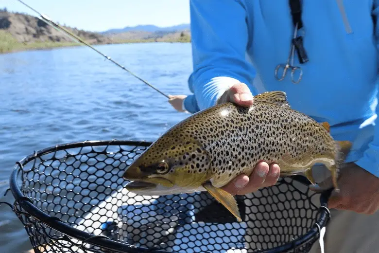 angler holding a freshly caught trout