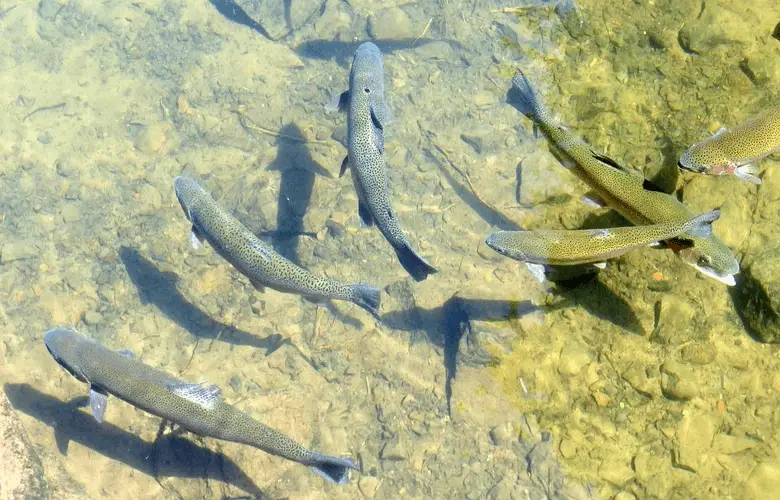 trout fish swimming in clear water