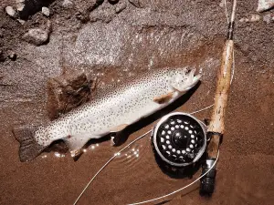 fishing reel next to a freshly caught trout