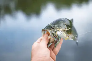 angler holding a recently caught bass