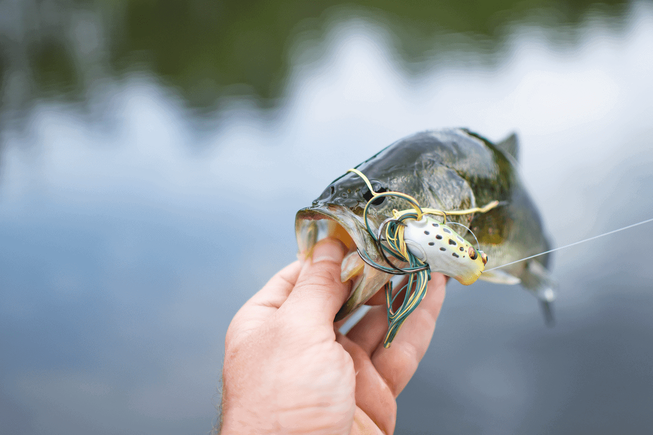NextImg:Best Fishing Line for Bass - Top 3 Choices For [currentyear]