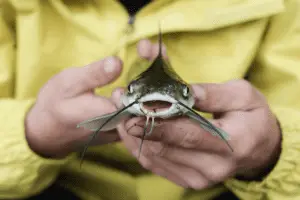 angler in yellow jacket holding a catfish