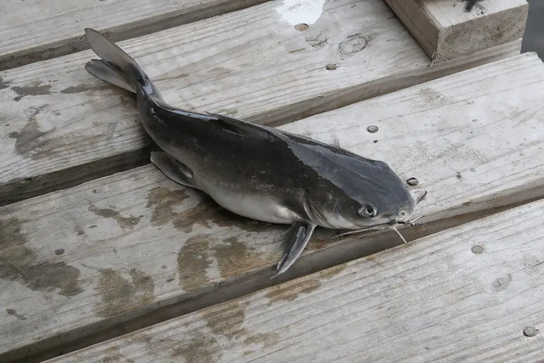 close up of catfish on a wooden deck